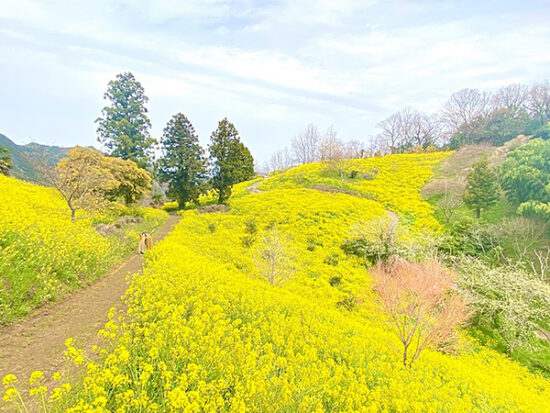 菜の花とミモザがたくさん！！黄色い世界！！