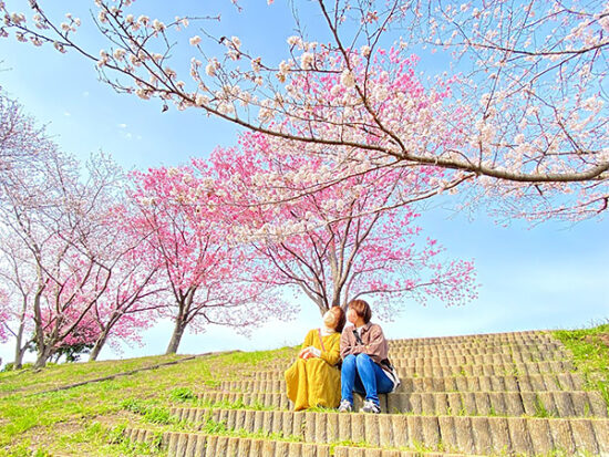 陽光桜とソメイヨシノとが折り重なってきれいですな