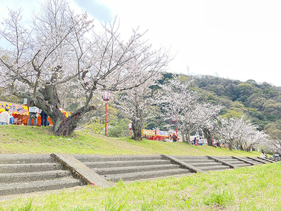 加茂川に沿って桜が咲いています