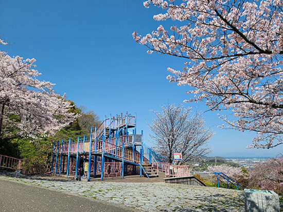 階段を登ってくると大きな桜の木