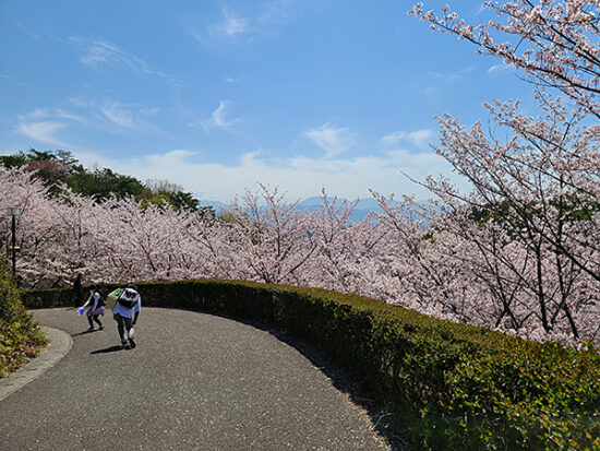 『さくらの丘』に向かう途中の桜並木