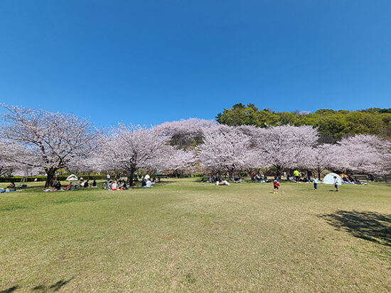 『さくらの丘』のその名の通り、たくさんの桜が満開