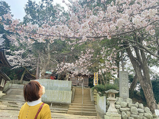 桜も満開でした！後ろには恵比須社