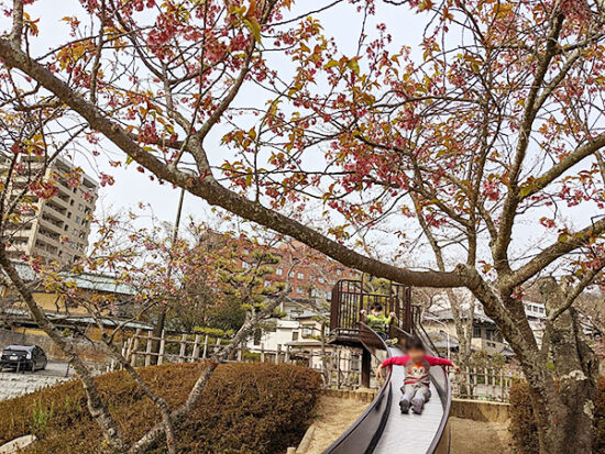 桜の木をくぐるすべり台