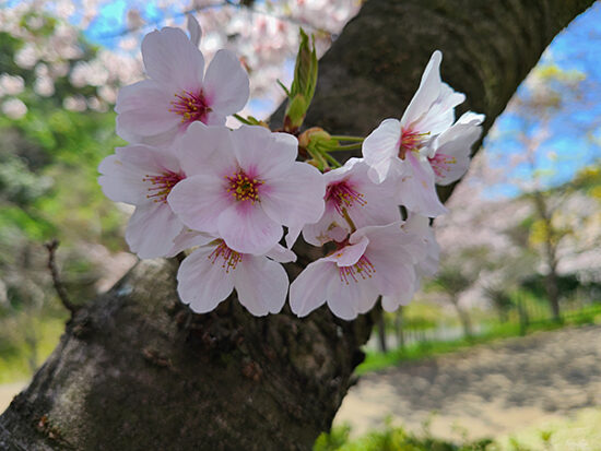 絵に描いたように綺麗な桜