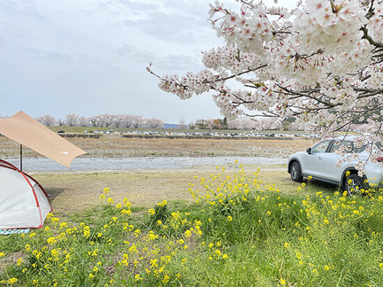 加茂川を眺めながら春を感じられますよ