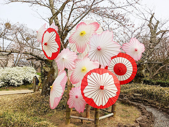 和傘の桜が満開