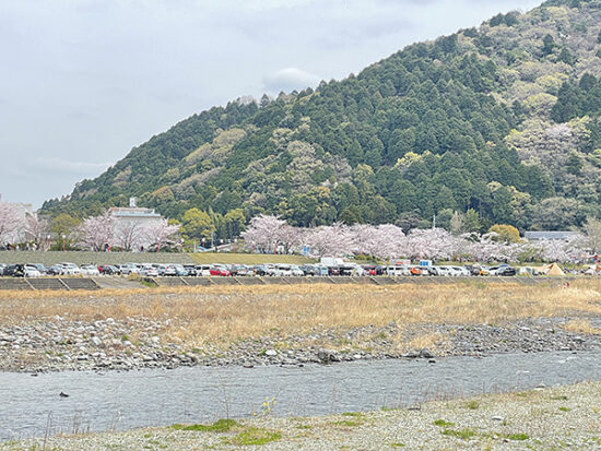 武丈公園の桜は遠目で見ても綺麗！