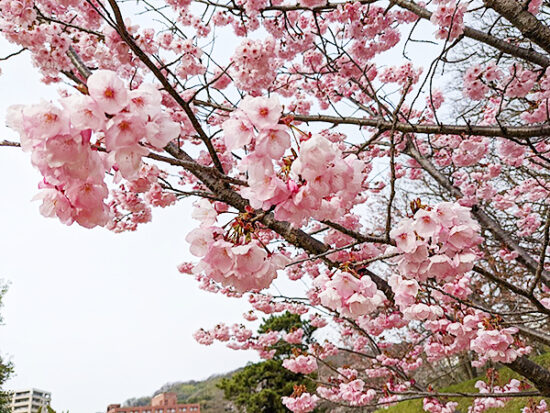 ピンク色の桜が見ごろでした