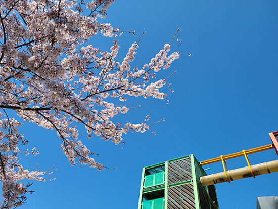 雲一つない綺麗な空で、桜が映えるお天気でした♪