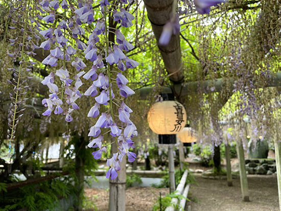 今年は4月末にはピークを過ぎてました…