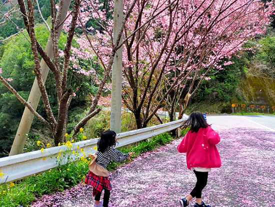 途中で桜の花びらの絨毯を発見！菜の花や青空と相まって、松山では見られない絶景に子どもたちも興奮！