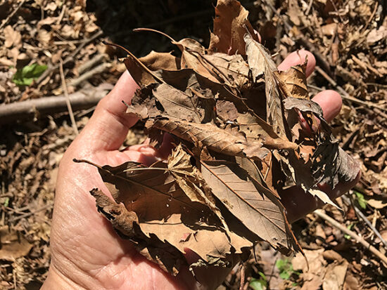 前回の学習からカラカラに乾燥した落ち葉を集めて。