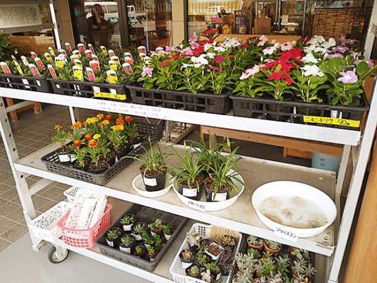 花や野菜の苗も売られています。