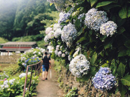 【愛媛・四国中央市】 ２万本の紫陽花が咲く「新宮あじさいの里」へ行ってきました