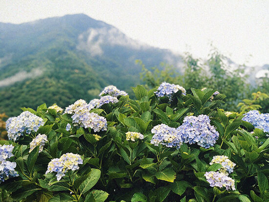淡いブルーの紫陽花