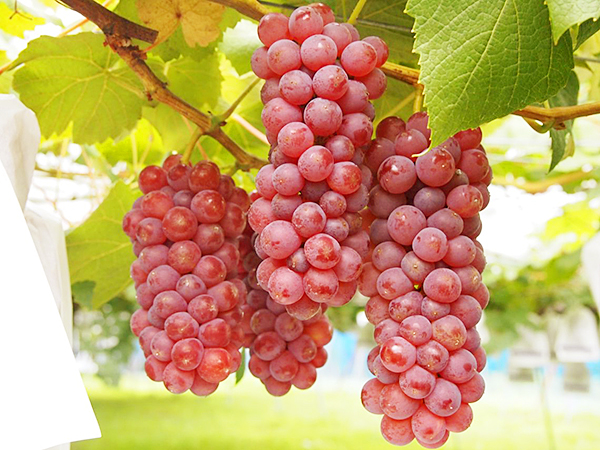 愛媛県 秋の味覚狩り Navi22 イマナニ