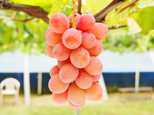 愛媛県 秋の味覚狩り Navi22 イマナニ