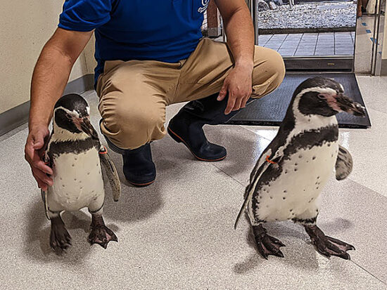 愛媛県 「虹の森公園まつの」はペンギンに出逢える道の駅！？ | イマナニ