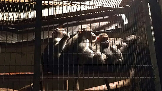 夜で少しばかり冷えているのか寄り添っているお猿さん達が可愛いです