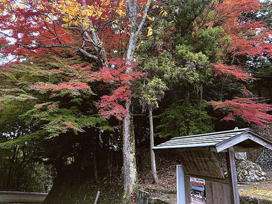 臥龍山荘までの道中も美しい紅葉が