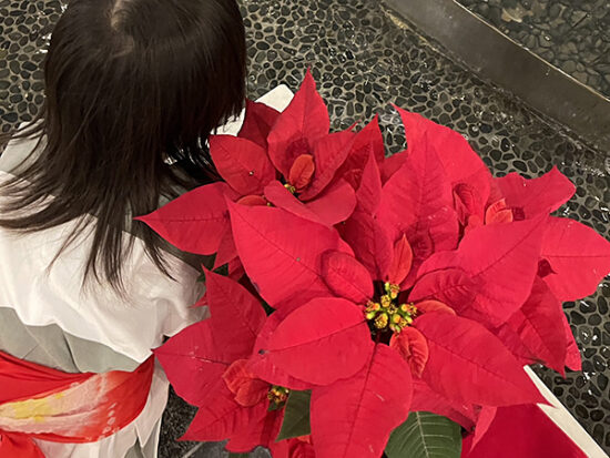 クリスマス気分が盛り上がるポインセチアがたくさん。