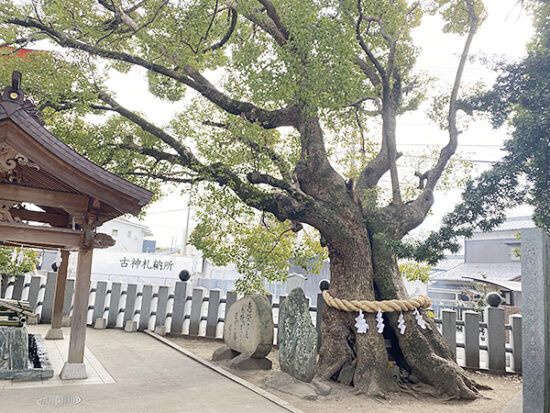 他にも椿神社には伝承があります。入口付近の大きな楠