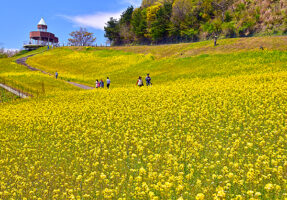【翠波高原菜の花まつり 愛媛/四国中央市】 春を感じる約25万本の黄色い絨毯！