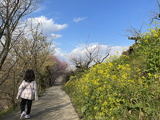 菜の花と黄色とピンクの梅が映える小道。