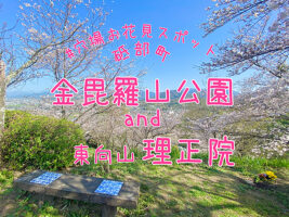 砥部の金毘羅山は桜に囲まれた絶景お花見スポットでした 【愛媛・砥部町】