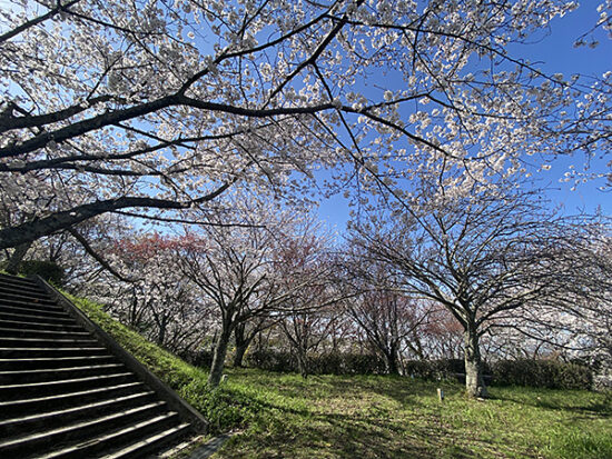 公園内の敷地、桜で埋め尽くされていました！！