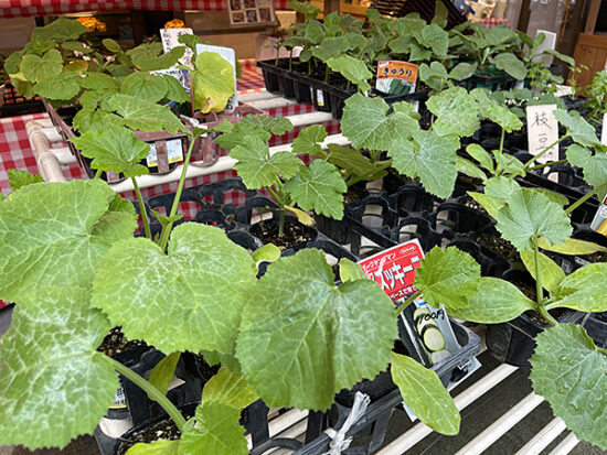 生き生きしている便器な野菜苗がホームセンターで買うより安い！