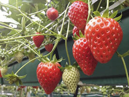 【エコファームうちこ いちご狩り2026 愛媛/内子町】 春限定・エコファームうちこで旬の味覚狩り