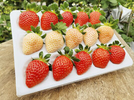 【ゆきもと農園 いちご狩り 愛媛/西条市】 愛媛の自然で育った6種のいちごを食べ比べよう!［愛媛でいちご狩り］