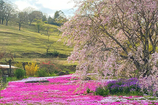 山本牧場 芝桜まつり