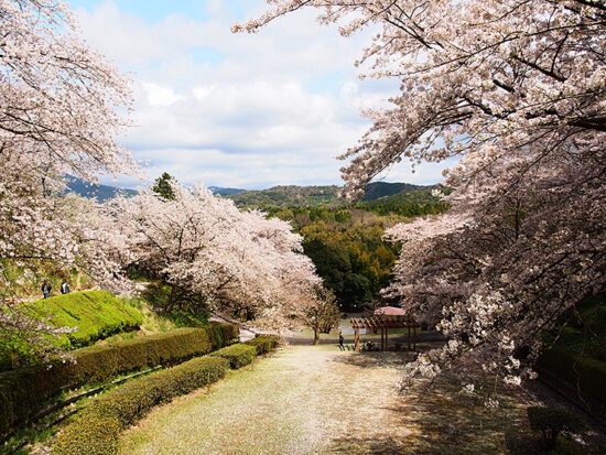 大森山桜まつり