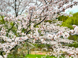 【玉川湖畔の里さくらまつり｜愛媛のお花見2026｜愛媛/今治市】 アウトドアやおでかけと一緒にお花見を満喫！ #2