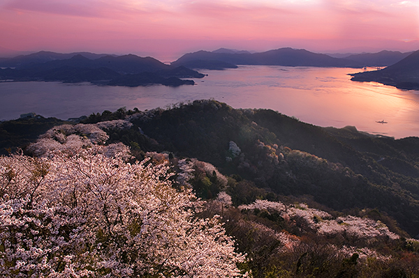 いわぎ桜まつり2024 愛媛/上島町】 積善山三千本桜と瀬戸内海のコラボ