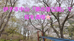 栗の里公園で桜の季節を満喫！ 【愛媛/伊予市】