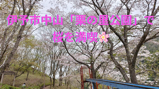 中山町栗の里公園で 桜を満喫！ – 1
