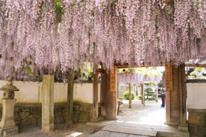 【禎祥寺の藤棚 愛媛/西条市】 藤の花の名所で春の香りに包まれて