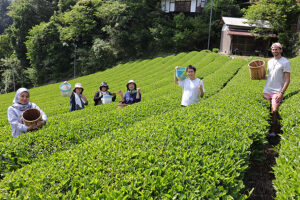 【霧の森お茶摘み体験ツアー 愛媛/四国中央市】 まだまだ知らない新宮茶の魅力を五感で味わい尽くそう！