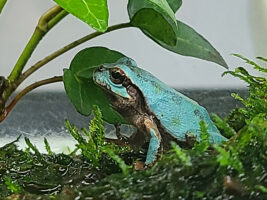 行ってみたら、ヒキガエルだけじゃなかった！ どう楽しむ?! 【面河山岳