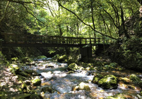 2025年愛媛の川遊びスポット｜薬師谷渓谷（宇和島市）夏の涼を満喫！ 渓谷の自然と触れ合う時間