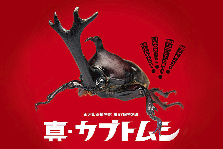 カブトムシの 「真」 の姿に迫ろう！ 【面河山岳博物館 第57回特別展