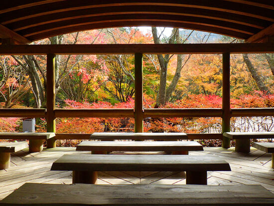 鈍川渓谷 紅葉狩り