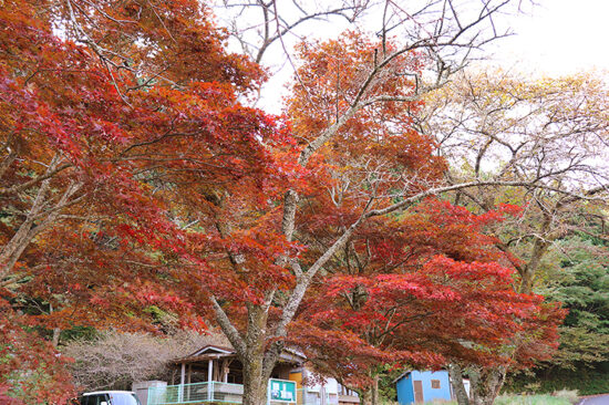 上林森林公園