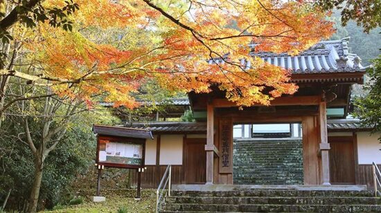 瑞應寺 大銀杏樹（オオイチョウジュ）