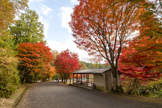 久万高原ふるさと旅行村 紅葉狩り