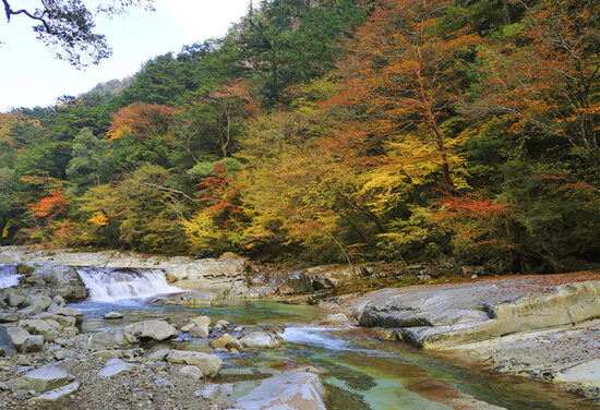 面河渓 紅葉狩り